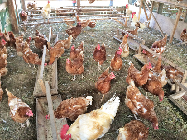 安全農産の農場1日体験～平飼い鶏舎「もみじ」～